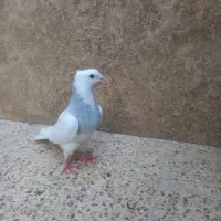 ماده طوقی|پرنده|رابر, |دیوار