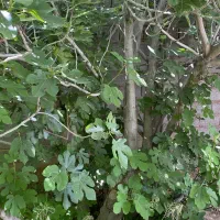 باغ با آب روان چترود(هوتک)