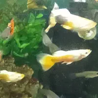 ماهی گوپی دانه 25