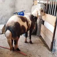 میش قوچ پلنگی|حیوانات مزرعه|بروجرد, |دیوار