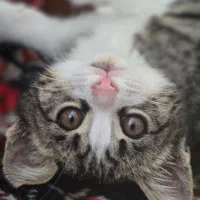 گربه گمشده|حیوانات|اندیشه, اندیشه فاز ۳|دیوار