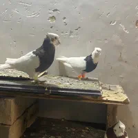 طوقی نرو ماده|پرنده|تربتحیدریه, سرمحله|دیوار