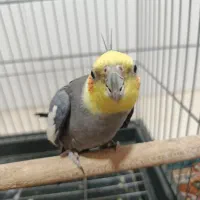 فروش یک عدد عروس هلندی به همراه قفس