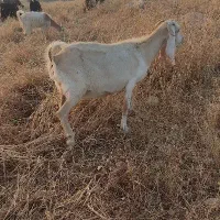 بزنجدی با بیگ نر
