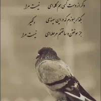 کبوتر پلاکی