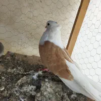 یک جفت دوبال مهر کشیده|پرنده|فاضل آباد, |دیوار