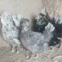 مرغ گلین