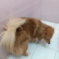 سگ پارمرانین ساکت وبانمک|سگ|تهران, علم و صنعت|دیوار