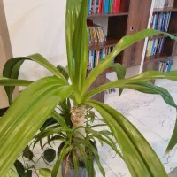 سوسن عنکبوتی 700 تومان