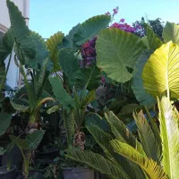 گل بابا آدم