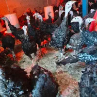 بوقلمون برنز