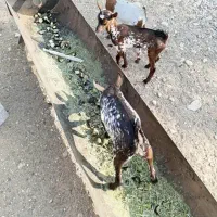 کهره شیرخوار