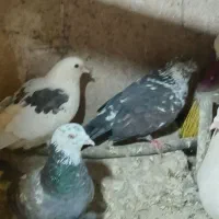 سلام ۱۴ عدد کفتر همه یه جا ۲۳۰۰