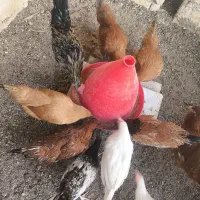 7 عدد مرغ 8 ماهه جوان همراه با جا دونی و جا آبی