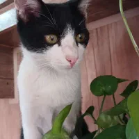 گربه واگذاری فوری