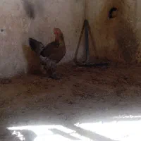 خروس ومرغ برهما|حیوانات مزرعه|برخوار, |دیوار