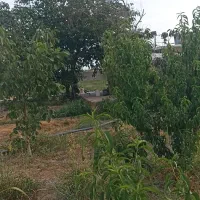 باغچه نزدیک بافت شهری