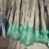 فروش نهال صنوبر و کبوده یک ساله و دوساله|خدمات باغبانی و درختکاری|اصفهان, شاهزاده ابراهیم|دیوار