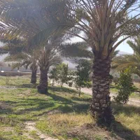 فروش نخل شاهانی و انواع نخل ها با نازل ترین قیمت