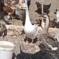 فروش کلی مرغ و خروس بوقلمون معاوضه