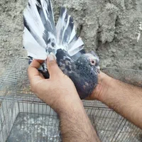 کبوتر پرشی|پرنده|اصفهان, سلطان‌آباد|دیوار