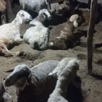 گوسفند  میش فروسی