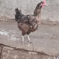 مرغ محلی تخم گزار