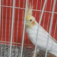 جفت عروس دستی|پرنده|بیرجند, |دیوار