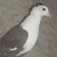 کبوتر