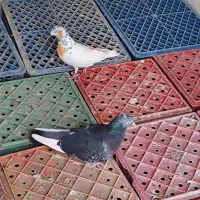 سبد شیری و ماستی|ظروف نگهدارنده، پلاستیکی، یک‌بارمصرف|ورامین, ورامین|دیوار