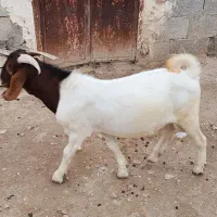 باعرض سلام وادب