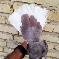 قهوه ای دم سفید.. طوقی