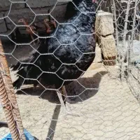 سلام دوستان فروش بوقلمون ماده سالم مناسجهر|حیوانات مزرعه|زهک, |دیوار