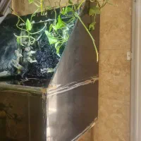 اکواریوم ) پالاداریوم|ماهی|ری, فیروزآبادی|دیوار