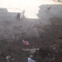 سلام مرغ وخروس سالم وسرحال