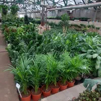 فروش گل گیاه نهال|گل و گیاه طبیعی|محمدیه-قزوین, |دیوار