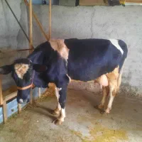 گاو شیری همراه گوساله نرمونت بیلیارد