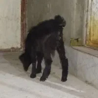 دوتا بزغاله نرو ماده تقریباً چهار پنج ماه