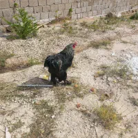 مرغ وخروس برهما