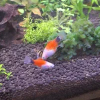 ماهی پلاتی میکی موس|ماهی|ملایر, |دیوار