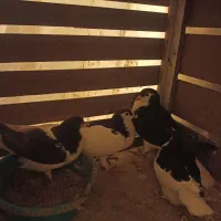 رنگی ساده|پرنده|بجنورد, |دیوار