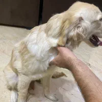سگ گلدن|سگ|تهران, حکمت|دیوار