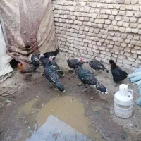 بوقلمون وجوجه لاری|حیوانات مزرعه|تربت‌حیدریه, کوی شهید احمدزاده ملکی|دیوار