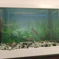 ماهی گوشتخوار|ماهی|بومهن, |دیوار