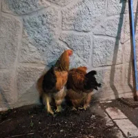 ۲ عدد خروس برهما