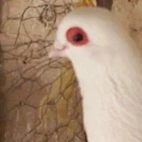 فروش کفتر