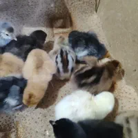 جوجه دیلگونی اصل همه پاپر ودرشت|حیوانات مزرعه|دهدشت, |دیوار