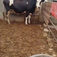 گاو سیمینتال آبستن سنگین