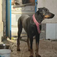 واگذاری|سگ|گلبهار, شهر جدید گلبهار|دیوار