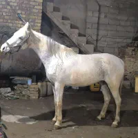 مادیان یورقه